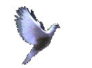 colombe3.gif